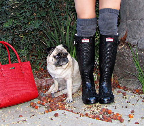 Hunters Wellies CARNABY BOA rain boots+red kate spade bag+pug
