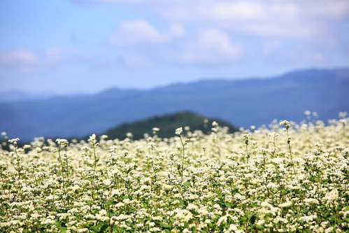 Buckwheat Flowers / 蕎麦畑(そばばたけ)