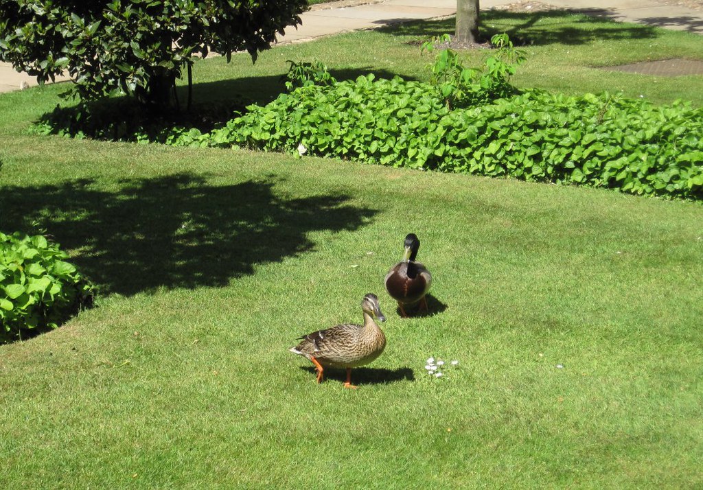 College Ducks