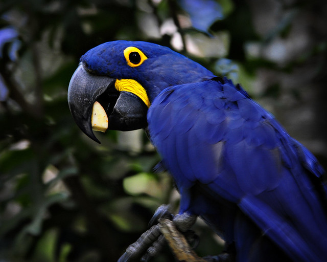 Large Blue Bird | Flickr - Photo Sharing!
