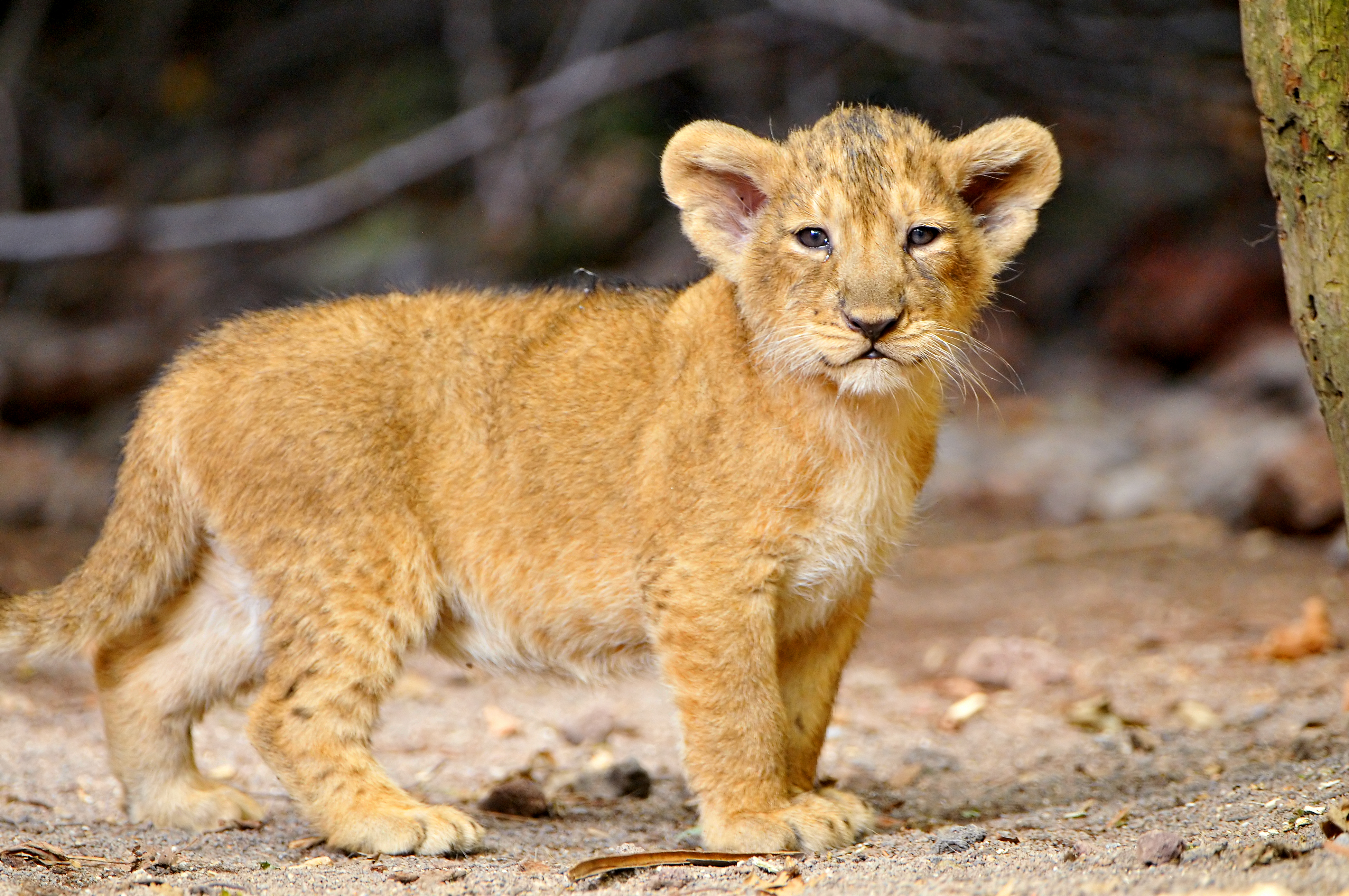 That's a cute little lion cub! | Flickr - Photo Sharing!
