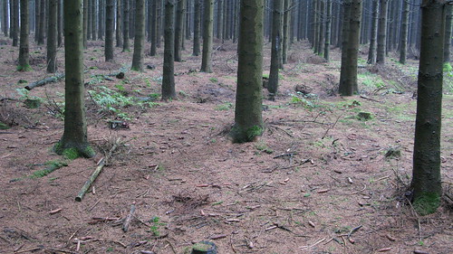 woods war belgium wwii company worldwarii easy division airborne foy foxhole worldwar2 2010 101st pir battleofthebulge bastogne bandofbrothers 506th europetrip22