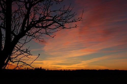 sunset canada tree princeedwardisland pei albioncross