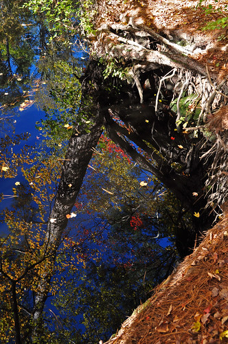fall virginia chesapeake dismalswamp dismalswampcanal