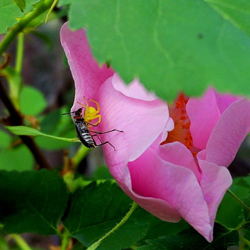 fiddlecamp westcliffe silvercliffe custercounty colorado hiking flower insect spider arachnid bug beetle