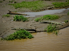 Manuel Antonio 01 - Alligators in the river