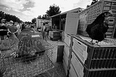La foire de rouillac, vente d'animaux de ferme - Photo of Genac