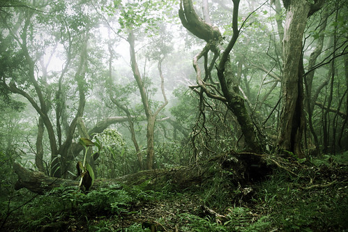 park wood trip mist nature japan fog forest walking woods mt nebel hiking walk natur hike creepy mount national jungle nippon mystical jam wald hakone kami dschungel wanderung moning urwald primeval markusmoning canoneos50d