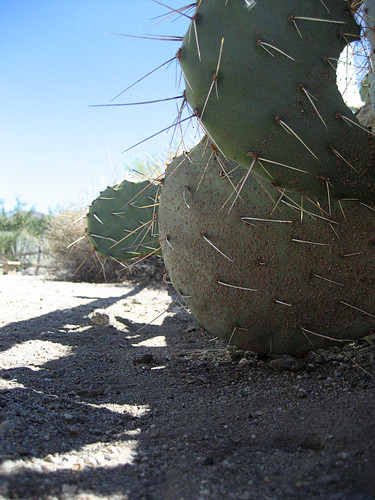 california cacti getit sundays palmdesert wormseyeview thelivingdesert 40degreesc 104degreesf hwevs