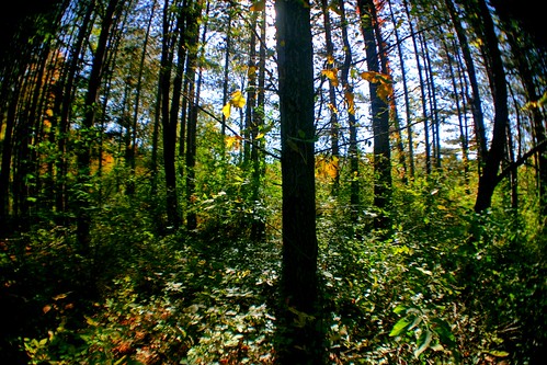 blue autumn trees red orange plants sunlight fall leaves yellow forest skies seasons biosphere sunny mysterious grasses spiritual effect hdr orton cycles animistic ldr biotic roselakewildlifearea