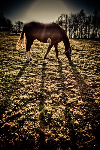 sunset portrait horse color field animal backlight willow f28 hdr fullbody iso50 3exposure canonef28mm canoneos5dmarkii pastture