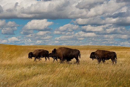 cloud field grass buffalo roadtrip prairie bison plain ttt teardroptrailertour