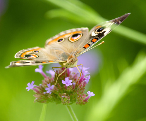 summer flower canon butterfly wings eyes eating spots kansas buckeye t1i