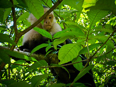 Manuel Antonio 10 - White-faced monkey