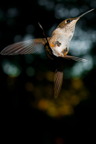 hummingbird colibri