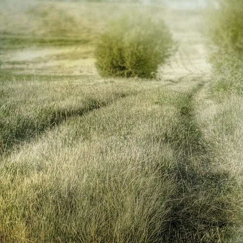 road light grass rural canon square dead afternoon farm change chatfield avenue bushes textured idream kartpostal thingschange whatmighthappen denverbotanicgardensfarm texturesquared t1i imageourtime agorathefineartgallery