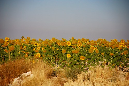 field countryside sunflowers campo girasoles