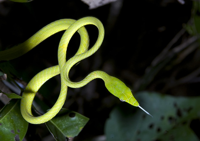 Oriental whip snake (Ahaetulla prasina)