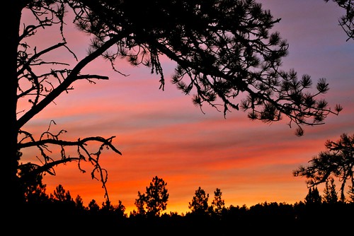 morning trees red orange house home nature beautiful silhouette blackhills forest sunrise golden nikon forsale deck sd evergreens deadwood fiery blackhillsnationalforest ranchstyle mywinners mountainchalet