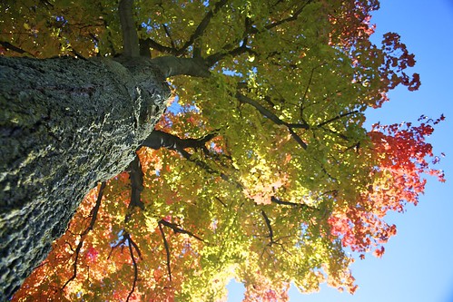park autumn trees fall nature colors leaves canon outdoors foliage wv westvirginia dslr 2010