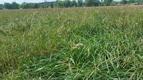 A lush stand of NE+ fescue that can be grazed to 4 inches before the summer heat hits entirely