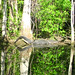 Alligator Canal   DSCN3315