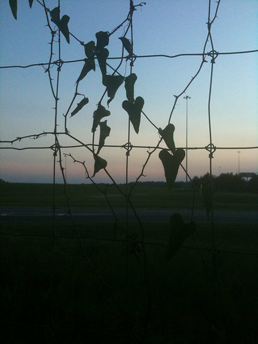 sunset nature fence hearts florida vine fl marianna