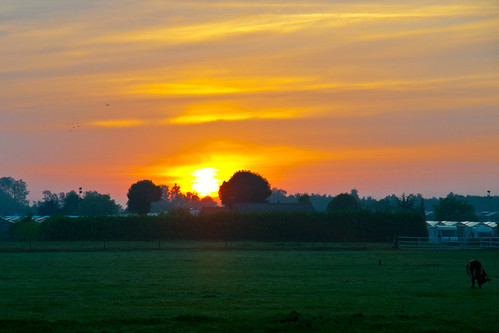 bridge bird sunrise geotagged cow ferdi koe onmywaytowork zonsopkomst opwegnaarwerk ferdisworld opdescooter geo:lat=52089 geo:lon=4409208