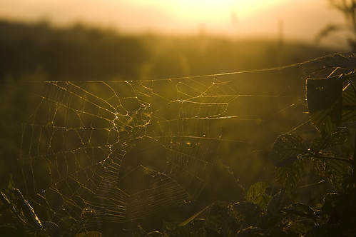sunset sun beautiful field set ed gold spider weeds woods shine pennsylvania g web tint cranberry nikkor 1870mm afs dx glisten f3545
