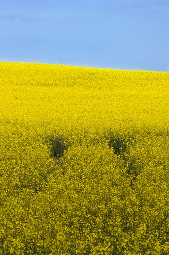 blue sky field yellow sweden tracks seed rape oil sverige raps östergötland bjärkasäby sigma70300mmf456apodgmacro canoneos7d