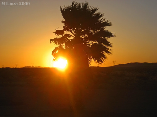 california sunset tree 15 palm interstate mojavedesert i15 sanbernardinocounty