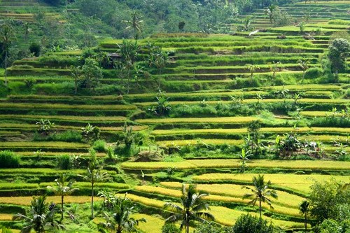 travel bali green indonesia rice unesco plantation tropical padi ricefield riceterrace padifield jatiluwih riceplantation