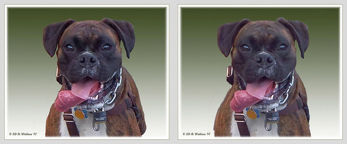 portrait dog pet animal tongue outside mammal outdoors stereoscopic stereogram 3d crosseye md brian maryland canine stereo wallace stereopair pasadena sidebyside k9 stereoscopy stereographic freeview crossview brianwallace xview stereoimage lakewaterford xeye stereopicture