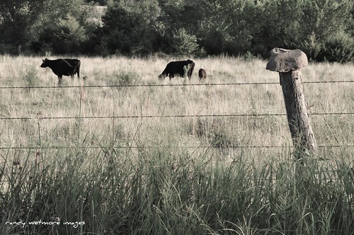 rock rural fence cow kansas largestgroupintheworld