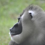 Woburn Safari - Monkey