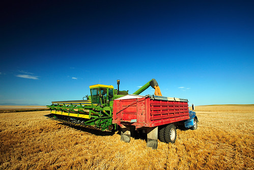 blue red food color colour green chevrolet field horizontal price contrast truck outdoors gold montana day mt market farm candid wheat grain working harvest straw bluesky nobody menatwork machinery growth chevy crop combine cutting contract copyspace agriculture dust flour load 6600 atwork denton harvester filling trucking clearsky johndeere wholewheat harvesting wheatfield stockphotography unloading combineharvester vibrantcolors royaltyfree agribusiness wholegrain colorimage workingtogether ruralscene rightsmanaged rurallandscape cerealplant montanawheat montanafarming montanalandscape harvestingwheat toddklassy montanaphotographer montanalandscapephotographer loadofwheat dentonmontana montanawheatfield