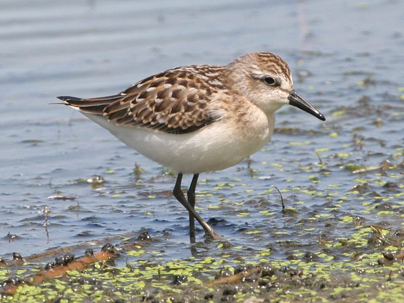 Photograph titled 'Semipalmated Sandpiper'