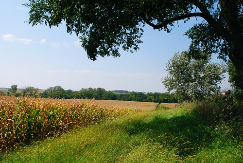 summer rural landscape corn cornfield iowa latesummer shadetrees