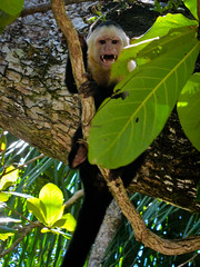 Manuel Antonio 21 - Menacing white-faced monkey