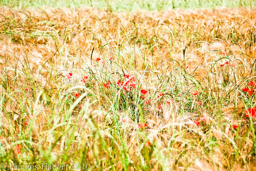 fleurs campagne coquelicot blé