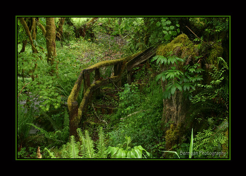 green nature wet rain stairs forest photoshop outdoors washington moss rainforest pacific border scenic fallscreek
