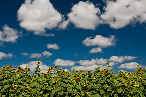 vacation sky field texas tx sunflowers fredericksburg coulds wildseedfarms