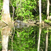 Alligator Canal   DSCN3381