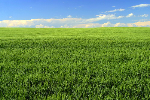 blue sky canada green wheat alberta prairie carbon