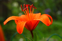 Orange Lily2