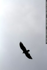 hawk (?) overhead in our neighborhood 