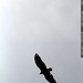 hawk (?) overhead in our neighborhood