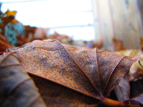 Fall Leaves by Errol Elli