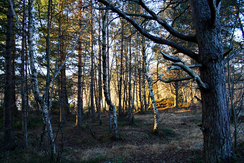 wood trees light shadow sunlight nature norway forest pines shade birches glade ålesund aalesund omot larigan phamilton lerstad lerstadvatn