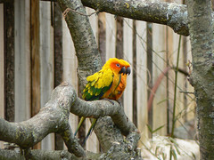 Perroquet d'Amérique du sud (conure soleil)